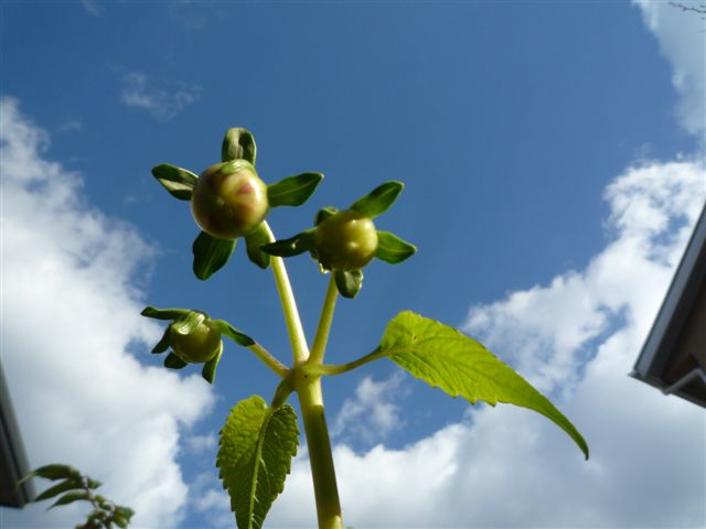 b0148395_17335089.jpg