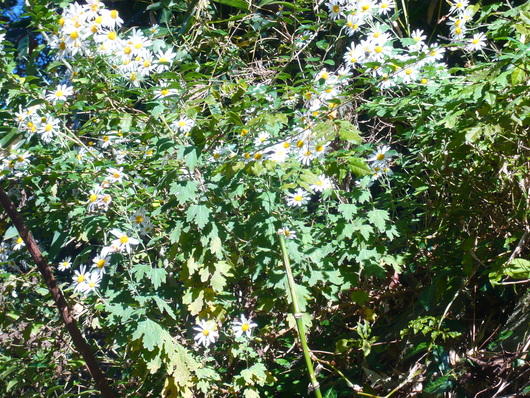 a0206332_10251092.jpg