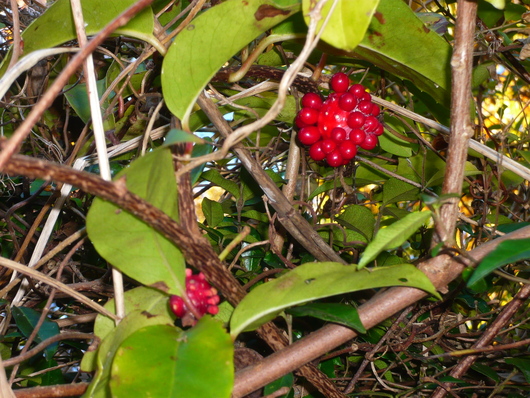 a0206332_1030295.jpg