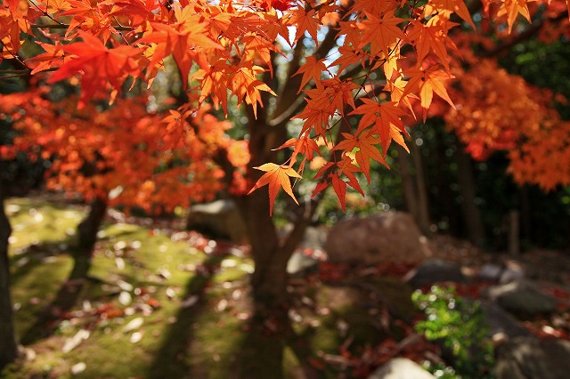 a0242438_15294118.jpg