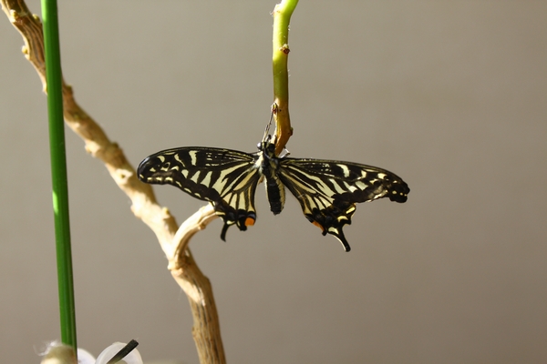 a0090451_1623651.jpg