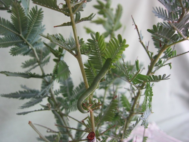 b0194593_20205624.jpg