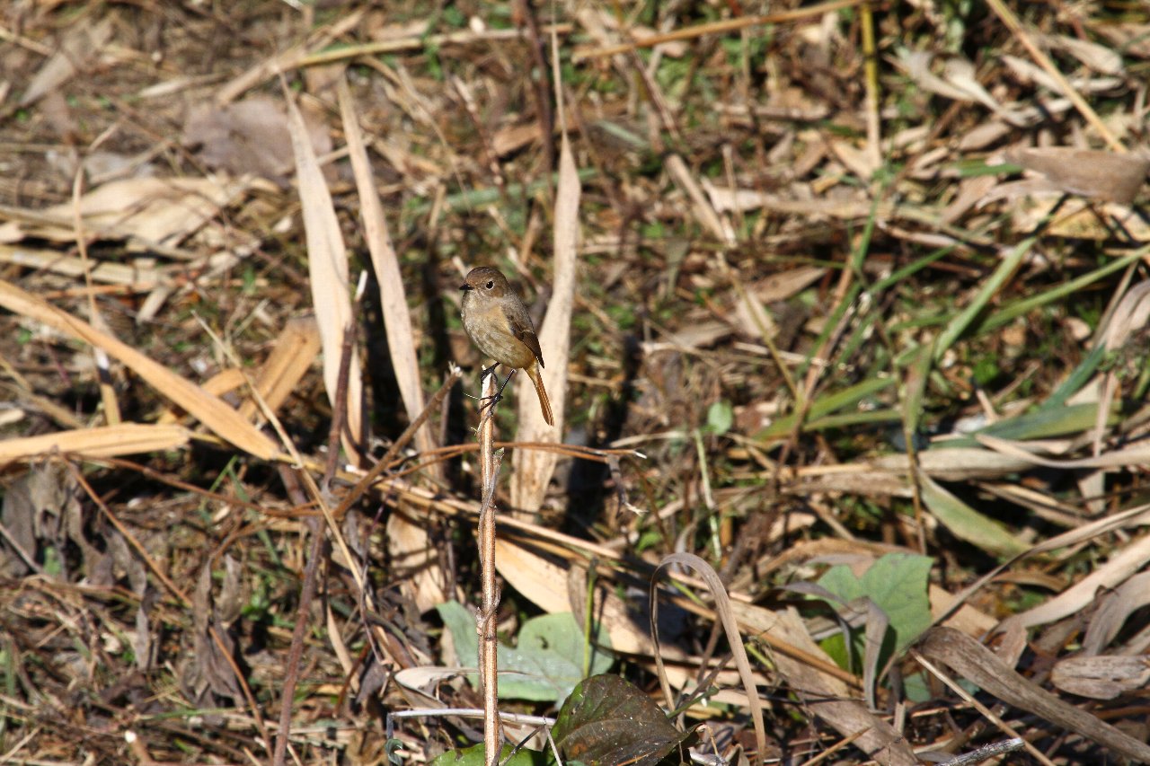 e0167295_15373941.jpg