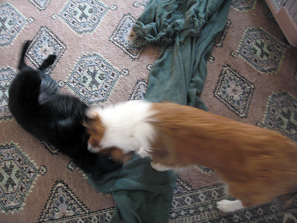 b0066826_14232191.gif