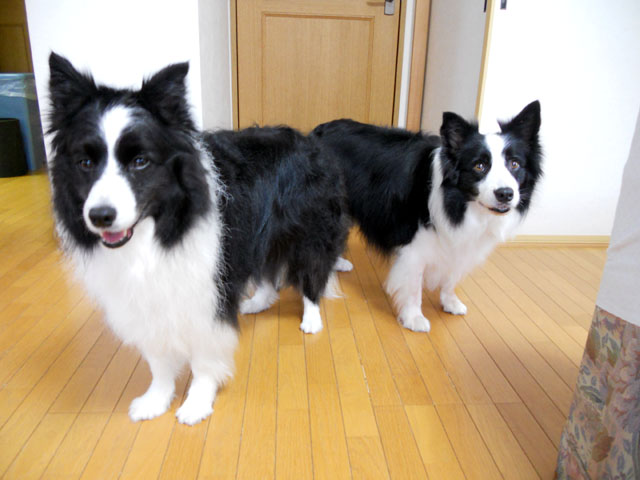 d0059230_1722587.jpg