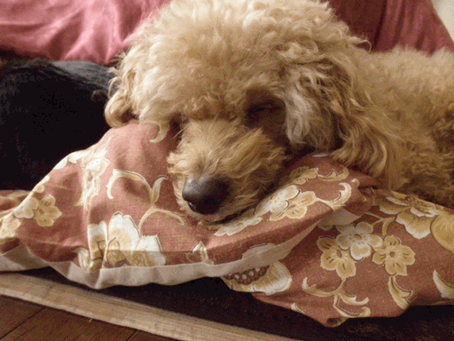 c0136736_1822473.gif