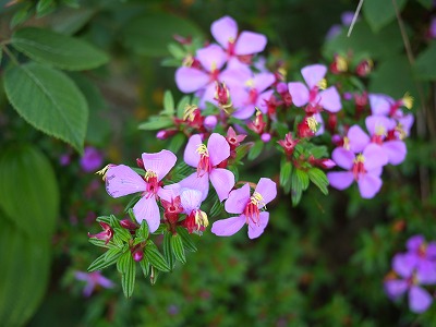 f0043656_11201320.jpg