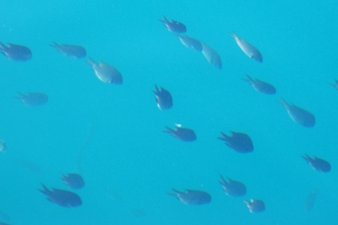 e0045768_2250521.jpg