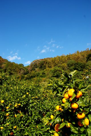 e0045768_2301814.jpg