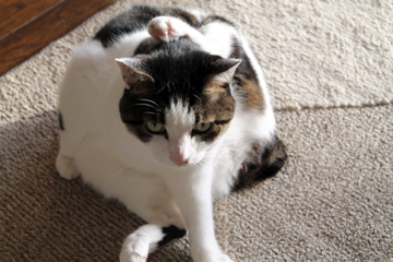 f0054677_8194635.jpg