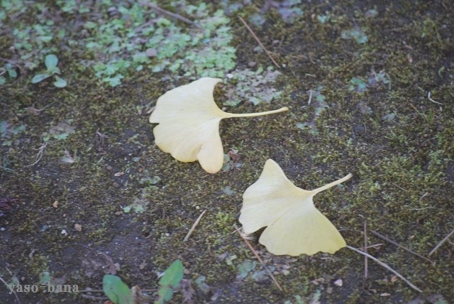 e0025300_16114778.jpg