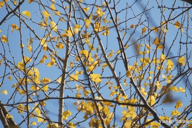 e0025300_16134032.jpg