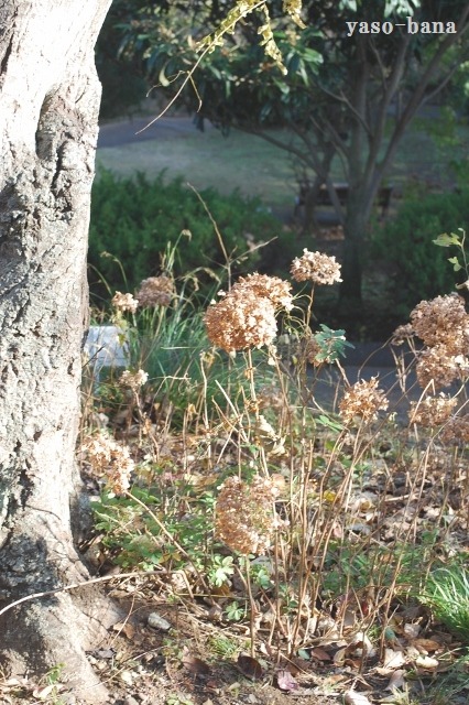 e0025300_16165138.jpg