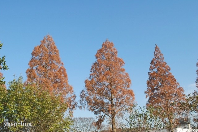 e0025300_1694917.jpg
