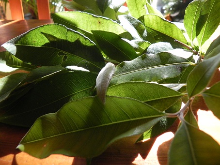c0152002_1836449.jpg