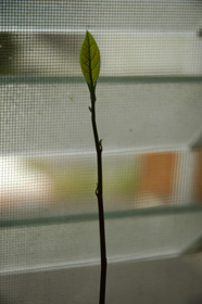 f0000211_21273544.jpg