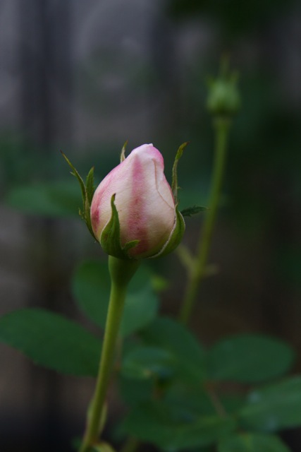 e0021328_23212759.jpg