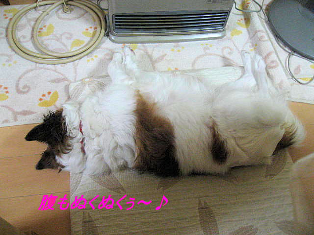 a0149240_2010242.jpg