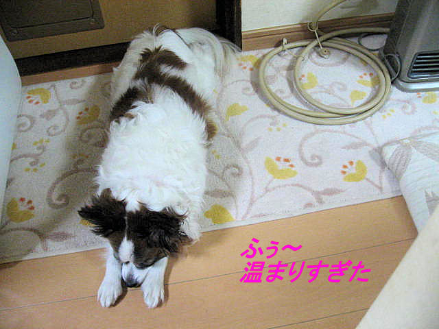 a0149240_2011175.jpg