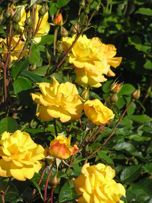 c0254440_1652377.jpg