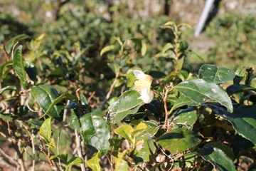 f0054677_9383273.jpg