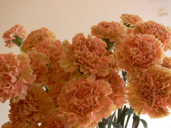 e0140986_1650611.jpg