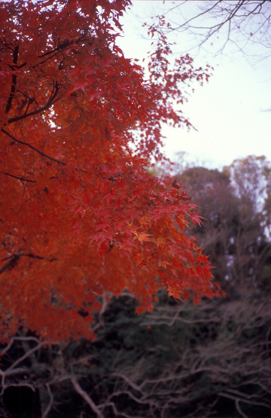 c0019089_21431127.jpg