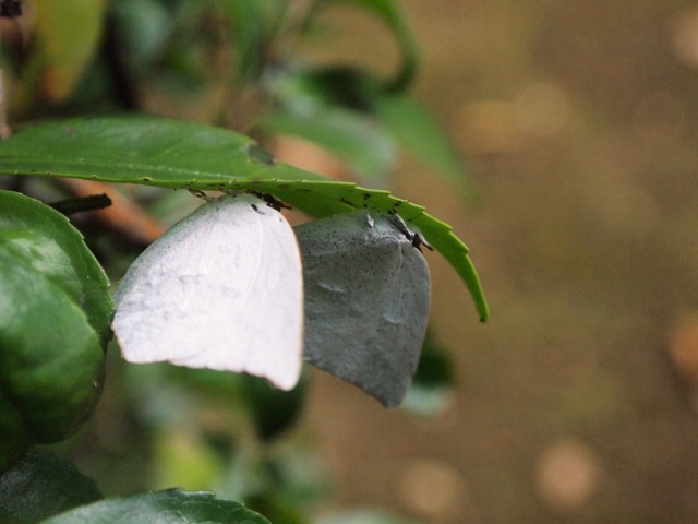 b0194593_15565910.jpg
