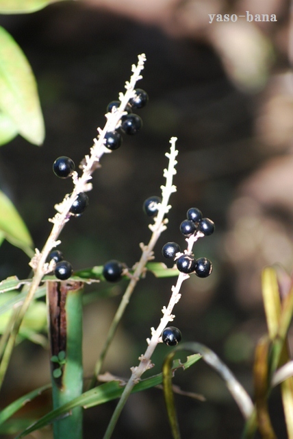 e0025300_2232777.jpg