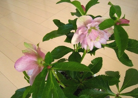 c0084117_2043925.jpg
