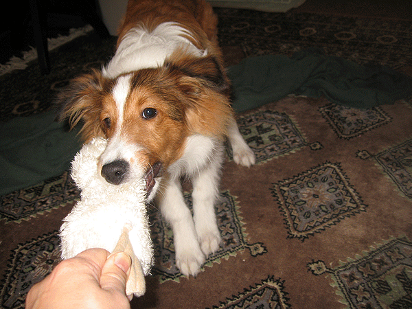 b0066826_15519100.gif