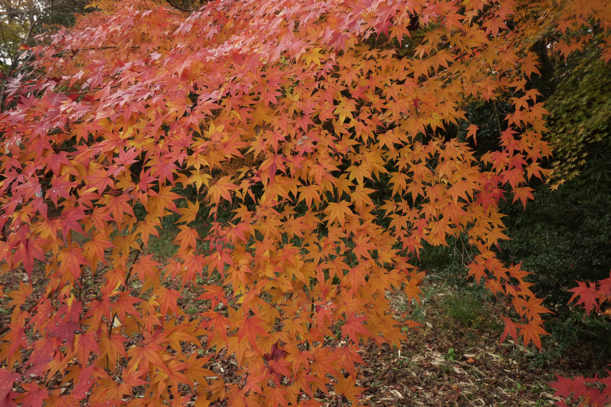 c0211429_0394789.jpg