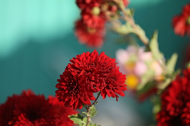 a0242438_1715521.jpg