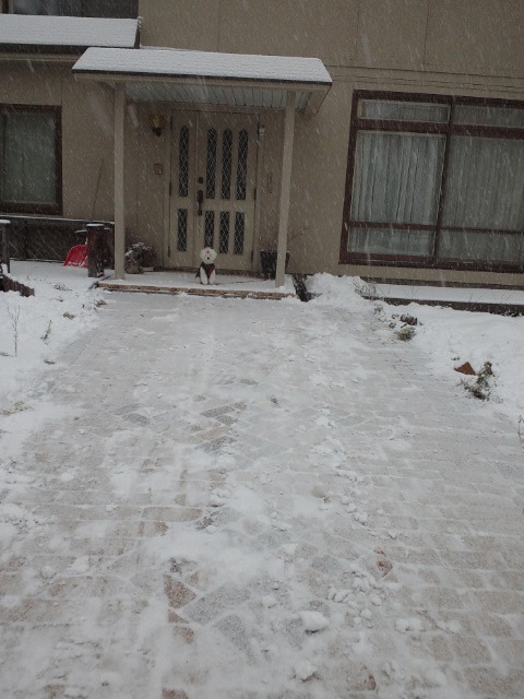 c0117239_8373999.jpg