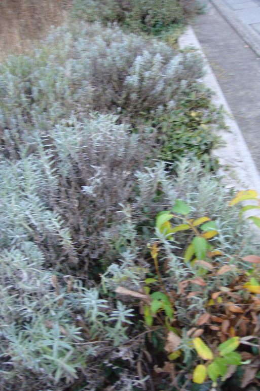 e0226943_085893.jpg
