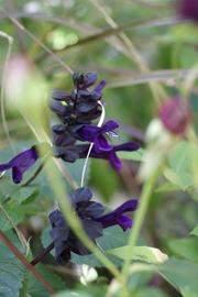 f0166982_214196.jpg