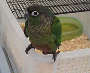a0058124_1726089.png