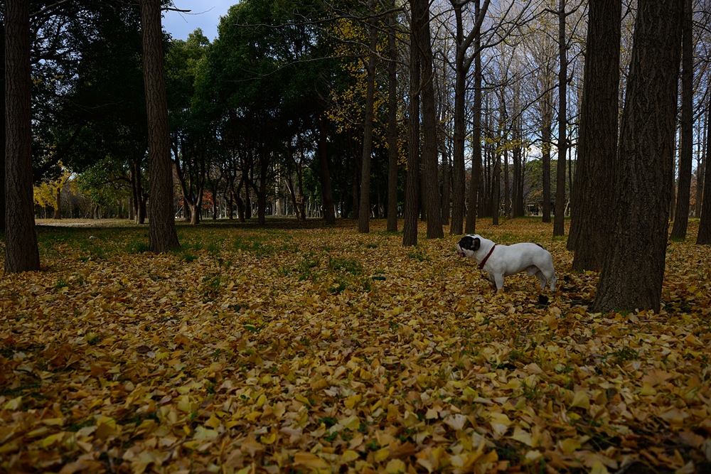 c0221838_15322473.jpg