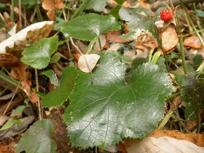 f0057070_9441716.jpg