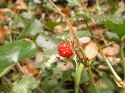 f0057070_9442595.jpg