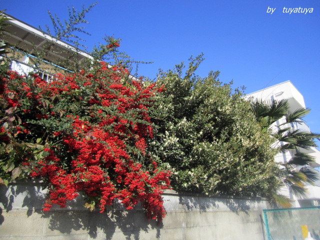b0245877_2055566.jpg