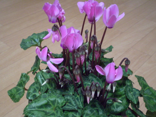 a0135990_22342557.jpg