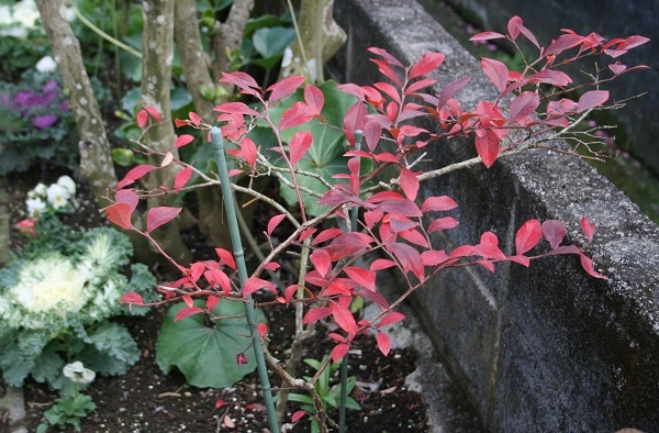 f0042737_1445480.jpg