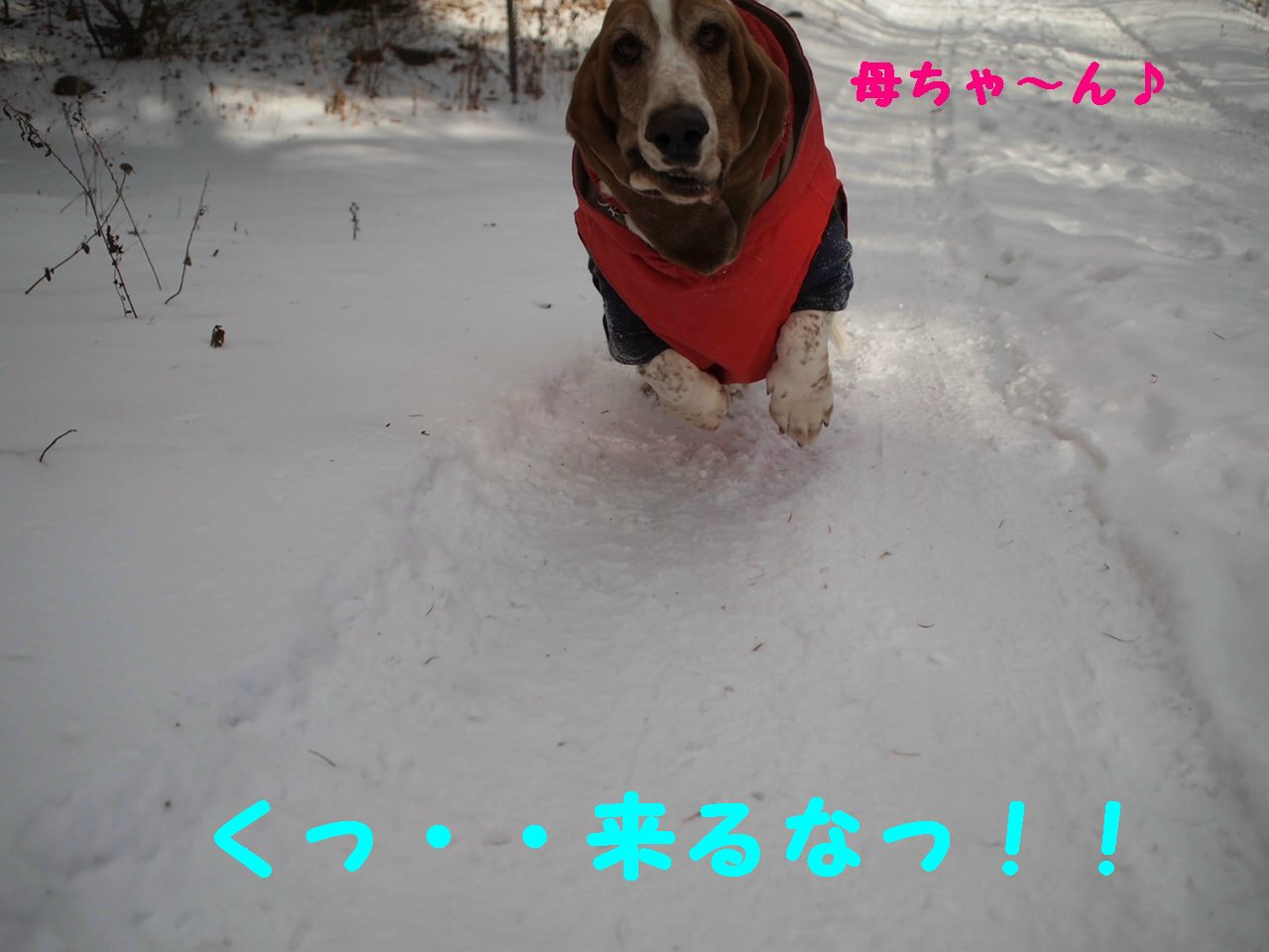 a0299945_21243070.jpg