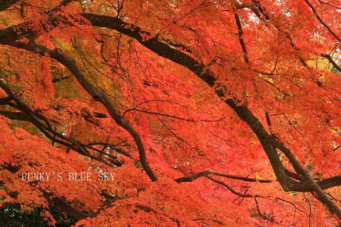 c0145250_1214825.jpg