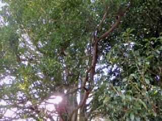e0062977_14191191.jpg