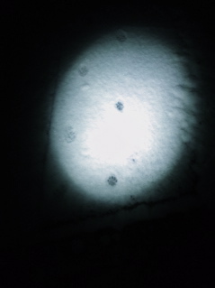a0199297_1958117.jpg