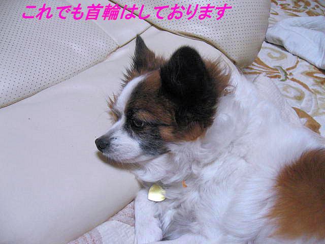 a0149240_18182413.jpg
