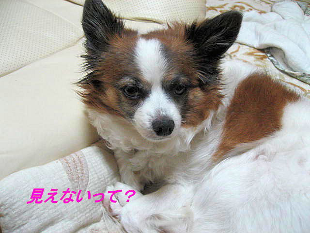 a0149240_1818631.jpg