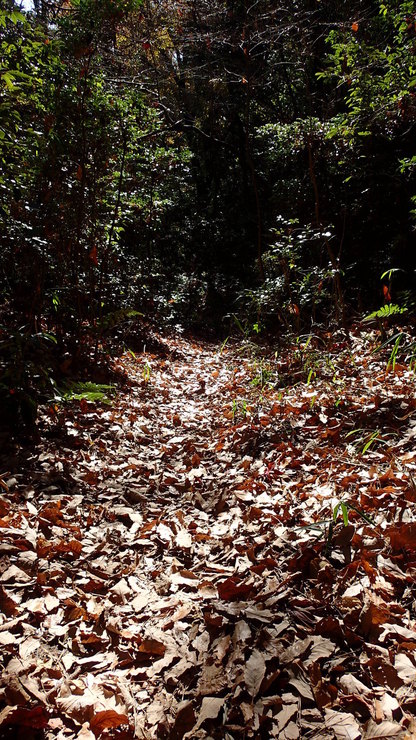 e0024081_1536280.jpg